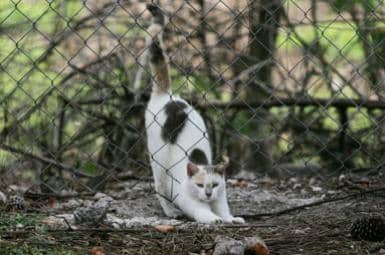 Just because a stray cat looks cute from a distance, it doesn't mean it's comfortable with you up close!