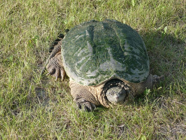 How to Care for Baby Snapping Turtles - PetHelpful