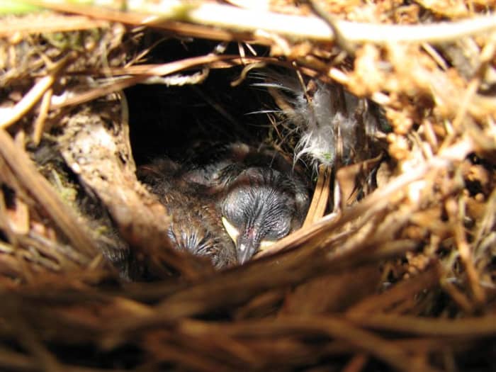 Young Carolina Wrens growing feathers.