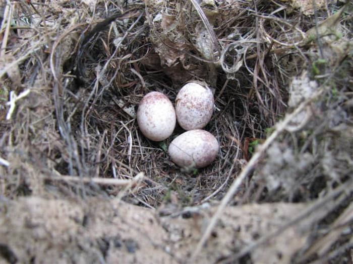 This nest was removed from a nest box on our Bluebird trail after the Carolina Wrens abandoned it. Notice the broken egg.