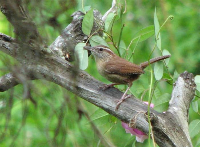 Father Wren brings food to the family (both parents feed the young).