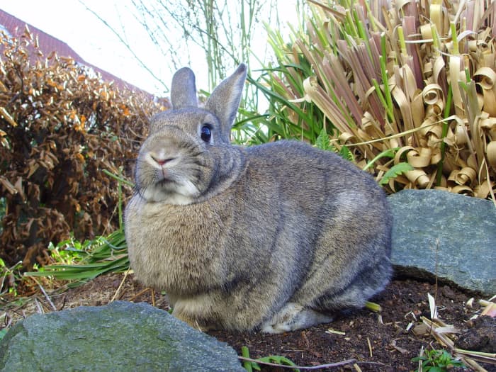 Gardening products including pesticides can be fatal to a domestic rabbit. Signs of poisoning are loss of appetite and discharge from the eyes, mouth, or anus.