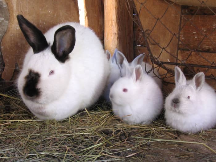 This domestic female California rabbit (with kits) may die if put through sterilization surgery. With pet rabbits, it is best to only sterilize the males.