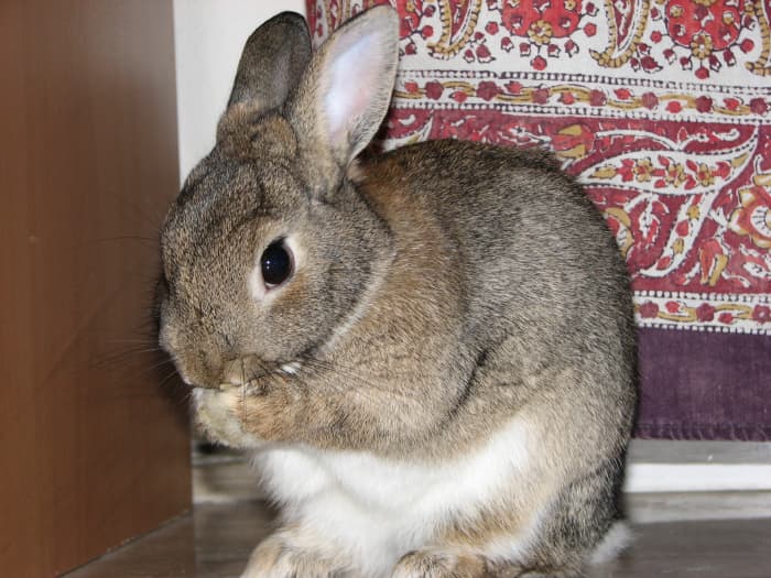 Rabbits have delicate bodies and bones. If living with young children, a rabbit can easily be injured, perhaps fatally so, after being mishandled by a child.
