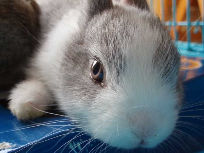 Loud sounds can scare a rabbit to the point of causing a heart attack. The rabbit may go into shock and die a few days later.
