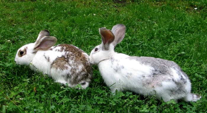 One of the most common causes of sudden rabbit death is that the rabbit was meant to live indoors and could not handle the temperatures outdoors.