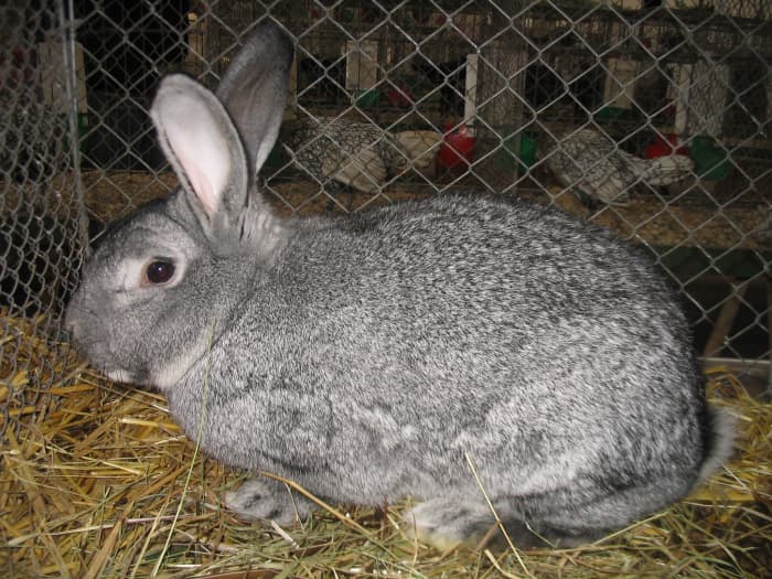 A female rabbit that aborts a pregnancy in late term may not be able to absorb the fetal tissue. The dead kits may become toxic inside her, resulting in death.