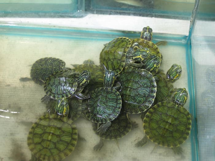 Wild vs. Pet Store Turtles: Should You Catch or Buy a Pet Turtle ...