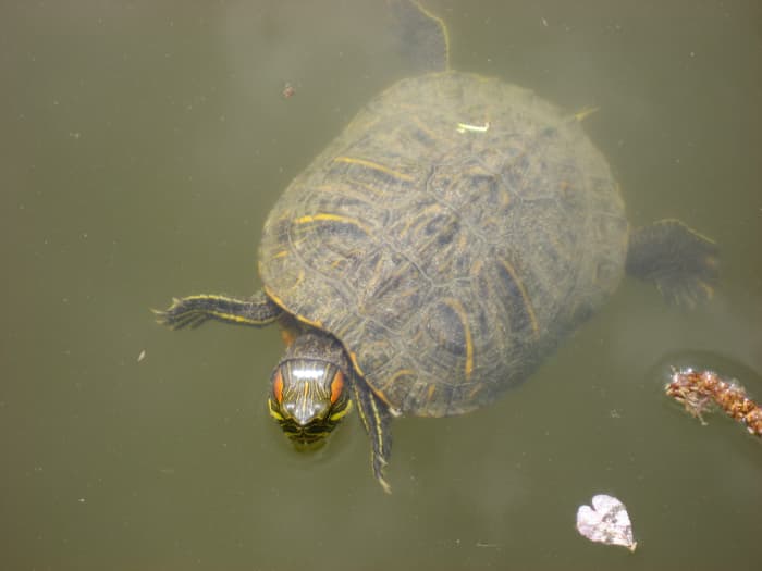 Wild vs. Pet Store Turtles: Should You Catch or Buy a Pet Turtle ...