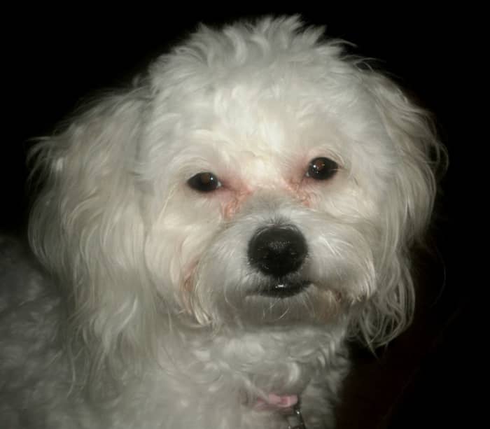 After: This photo shows her tear stains have been nearly eradicated. This photo has not been photoshopped!