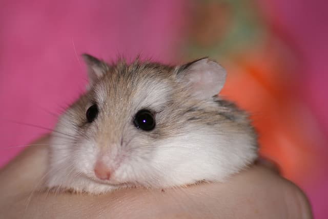 Which Hamster Should I Get? - PetHelpful