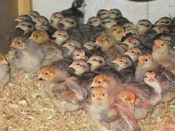 A large group of attentive Silver Grey Dorking chicks with a few Blue Laced Red chicks in front. Male SGDs have red dot on head.