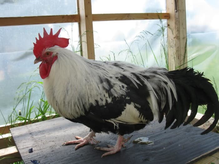 Silver Grey Dorking showing the long low posture characteristic of the breed.
