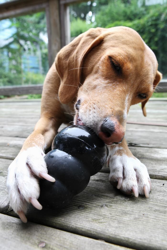 Kong Toy