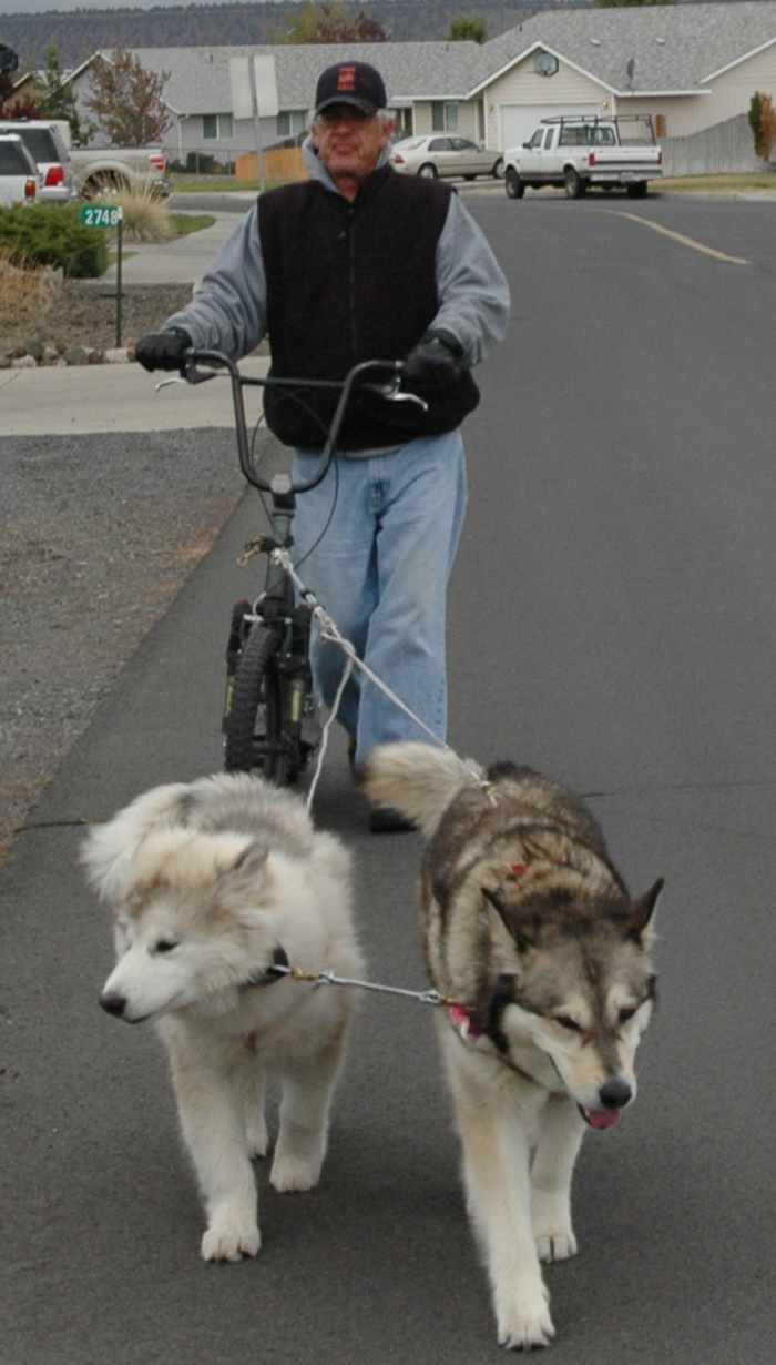 How to Train Alaskan Malamute Puppies to Pull a Sled PetHelpful