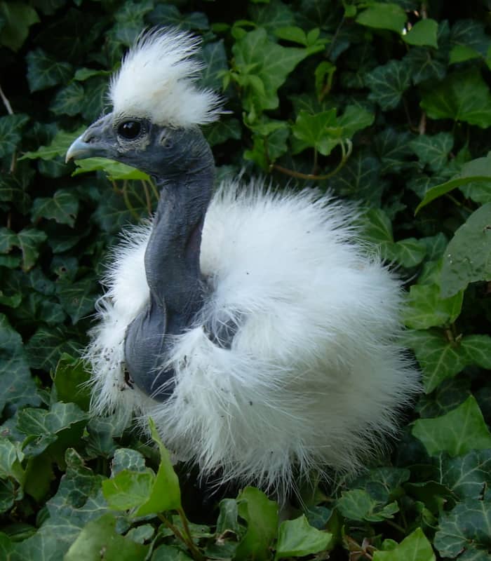 Information About The Furry Silkie Chicken PetHelpful   Silkie Chicken Facts 