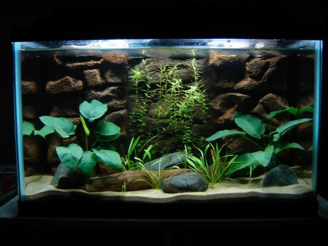 Анубиас представлен в 10-галлонном аквариуме с растениями.  Два больших растения идеально подходят для начинающих.