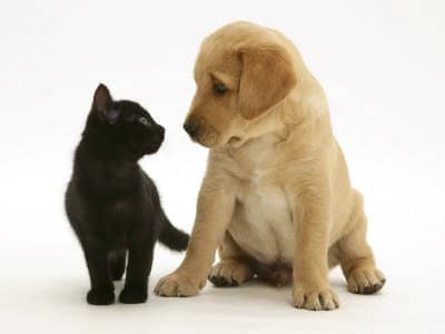 Black Domestic Kitten (Felis Catus) and Labrador Puppy (Canis Familiaris) Looking at Each Other, by Jane Burton