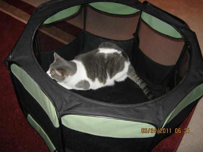 Octagon Cat Pen Review (Plus Cross Country Travel/Move Tips) HubPages