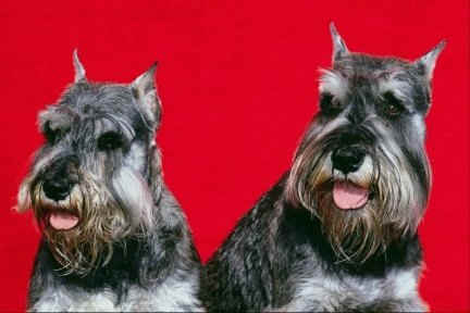 Two miniature schnauzers.