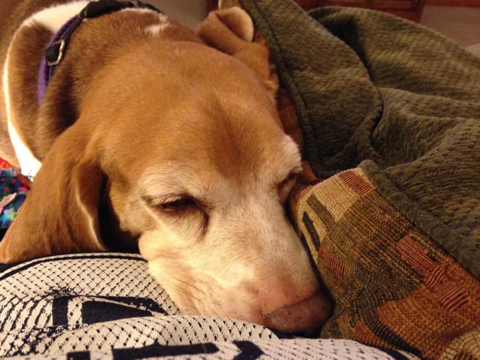 how-to-care-for-dogs-after-spaying-surgery