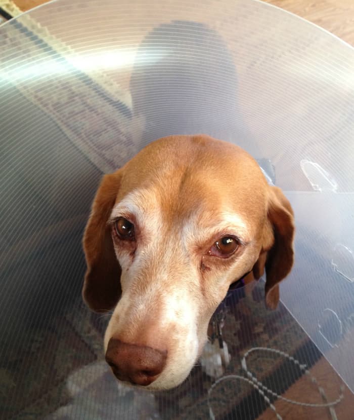 how-to-care-for-dogs-after-spaying-surgery