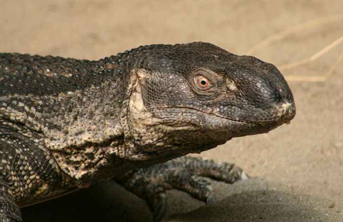 6 Best Pet Monitor Lizard Species - PetHelpful