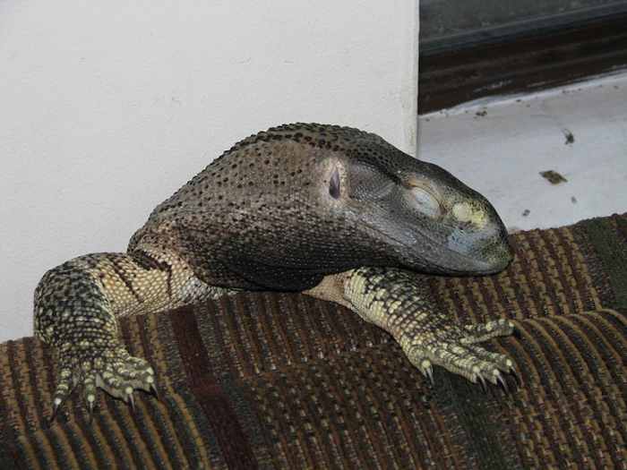 The 5 Best Pet Monitor Lizard Species PetHelpful