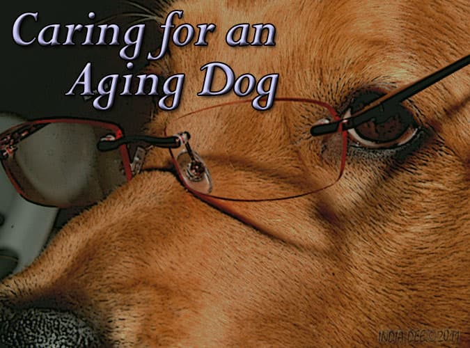 Knowing how to properly care for your aging dog can be the difference between a short painful life, and a long pain free and healthy life for your K9 companion!