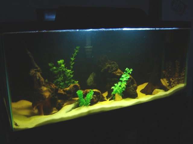 This is a 30-gallon breeding tank.