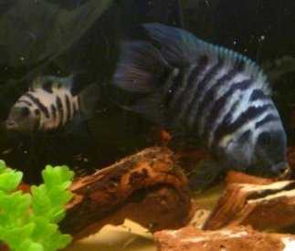 A pair of convict cichlids.