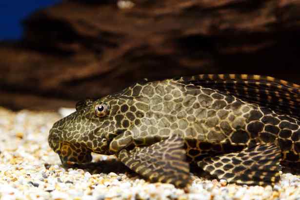 Plecostomus Catfish. Photo Courtesy of Petr Kratochvil