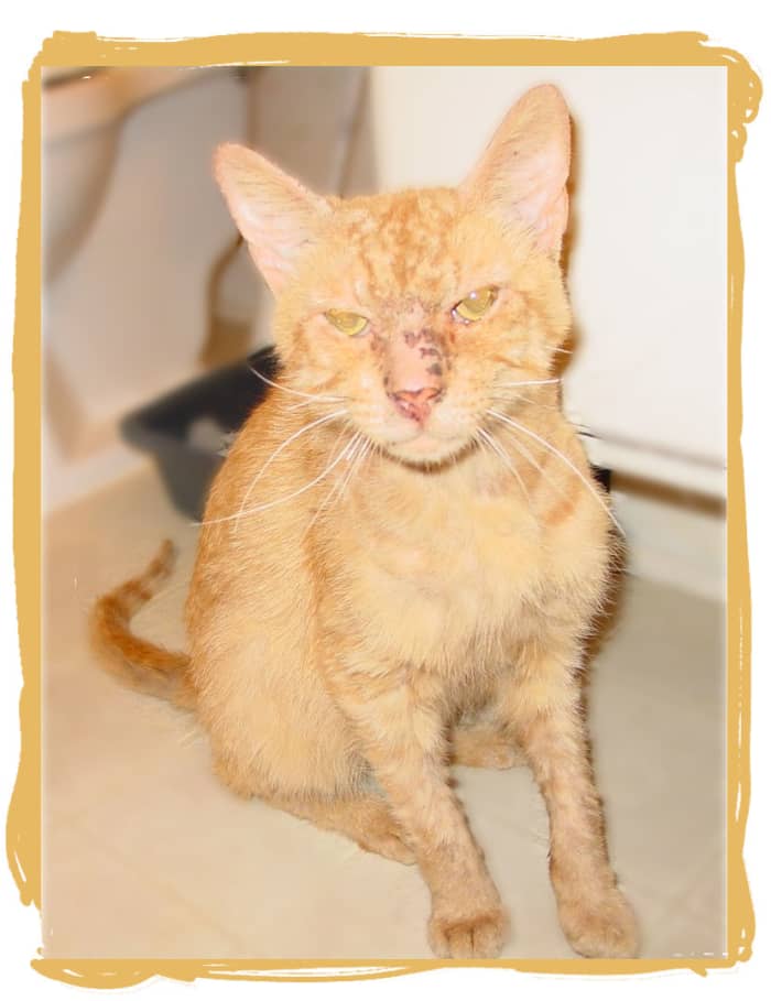 In this photo you can see that most of the ridges have gone down on Tommy's head. The swelling around his eyes has gone down too. And happily, his nose was healing too.