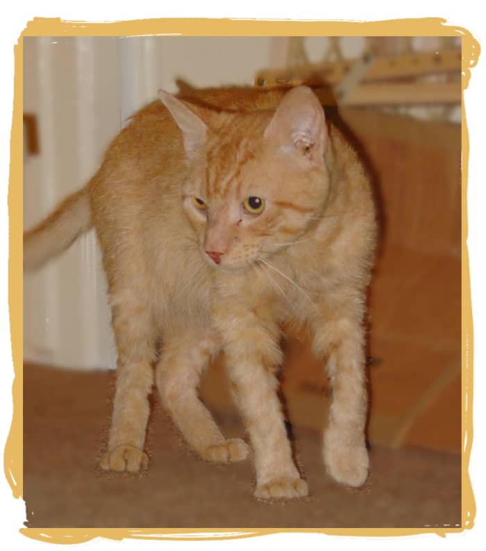 Yay!! Tommy was finally feeling better and all healed up. A happy cat and a happy person! Tommy looks like a totally different kitty, doesn't he? It just takes a little care to help a cat heal from mange.