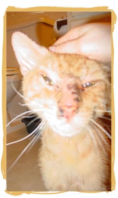 The ridges on his head are getting smaller, his eyes are opening so the swelling has gone down and he seems a bit happier overall.
