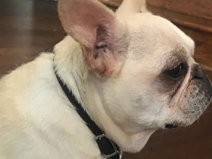 You can reduce your dog's head shaking behavior by maintaining clean ears.