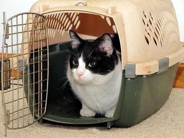 Cats may dislike being put in a carrier, but it's for their own safety, and yours!