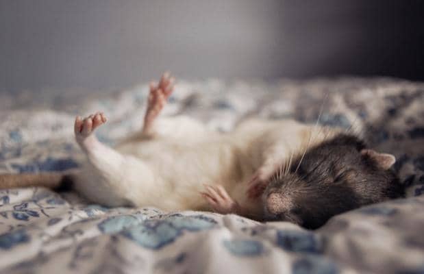 Крыса «Жук» спит на кровати хозяйки Джессики Флоренс.