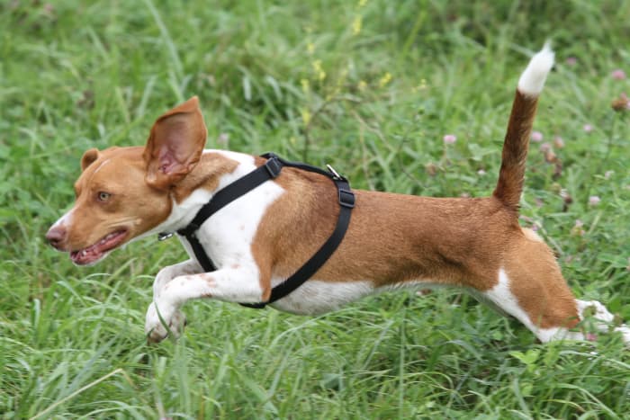 Amazingly, the flag on a Beagle's tail has been bred into it so that hunters can easily spot their Beagles. It helps protect them.
