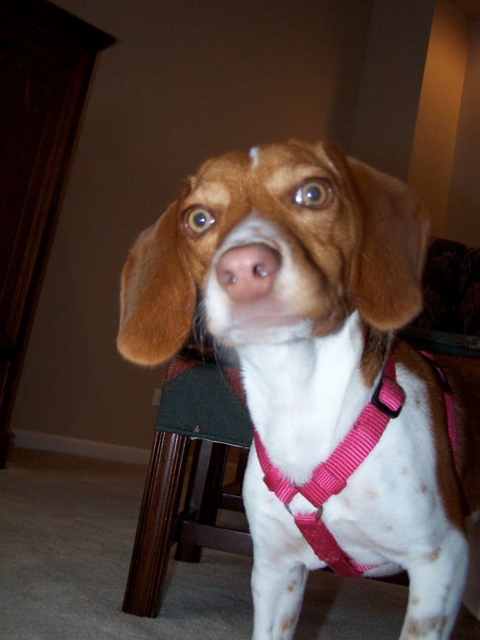 The Beagle nose has a lot of surface area and is moist, aiding in the capturing of scents.
