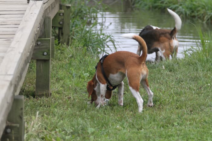 Long necks, short legs, and long, floppy ears make it easy for a Beagle to drop its head to the ground and sniff, which is good because Beagles hunt prey by scent.