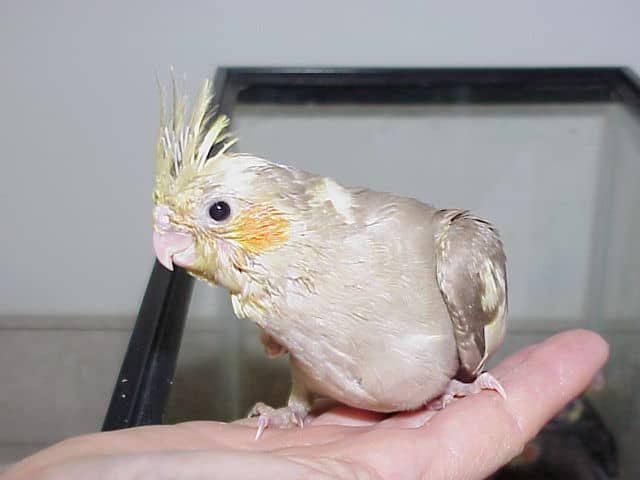 Caring For Cockatiel Babies - PetHelpful