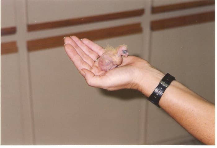 Baby Cockatiel