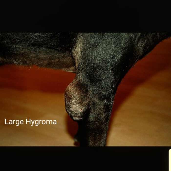 How to Prevent and Heal Calluses on Dog Elbows That Can Bleed PetHelpful