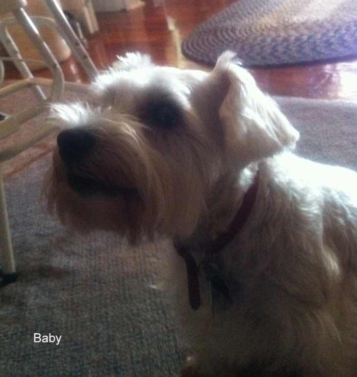 My Miniature Schnauzer's Canine Intervertebral Disc Disease PetHelpful