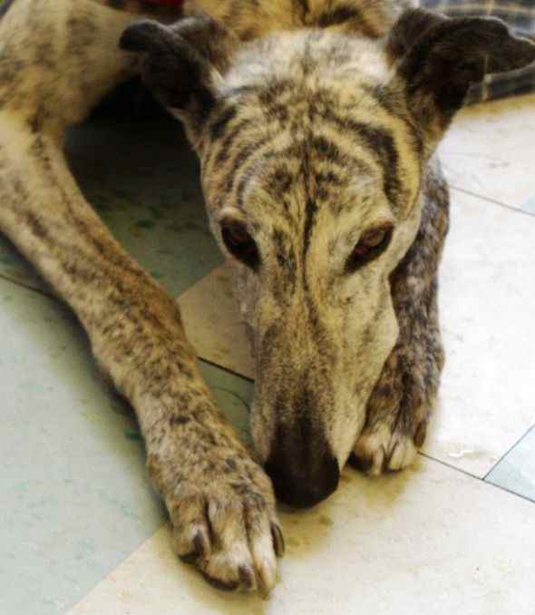 5 Great Dog Toys Your Greyhound Will Love PetHelpful