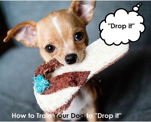 ''Drop it'' is a life-saving cue all dogs should know. It could literally make the difference between life and death.
