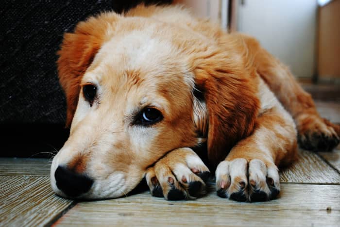 Feeding your dog and taking her outside at the same times every day is a good way to prevent unexpected accidents.