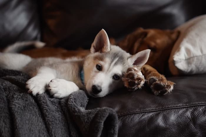 Dogs can only hold it for so long. If you leave them alone for long periods of time, accidents are inevitable.