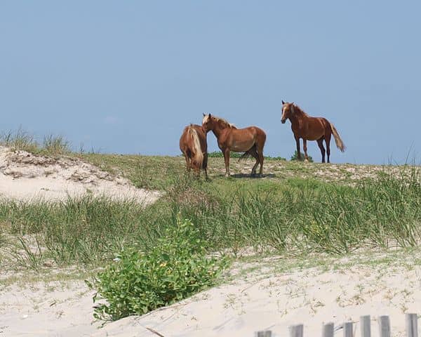 4 of the World's Rarest Horses Breeds - PetHelpful